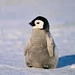 Penguin_Cute-Profile Picture